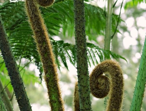 Cómo cuidar plantas en invierno: 7 tips esenciales para mantenerlas sanas 🌿❄️