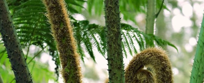 Plantas de interior iluminadas por el sol en invierno