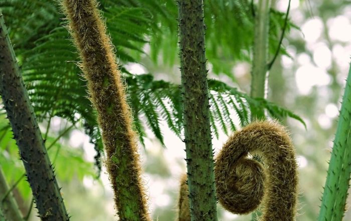 Plantas de interior iluminadas por el sol en invierno