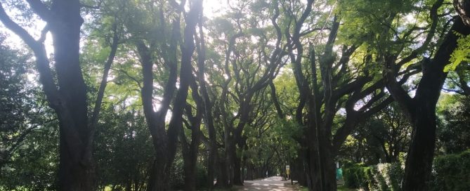 Parque Leloir, zona residencial con bosque y desarrollos inmobiliarios