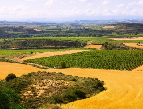 Mercado de campos en Argentina: suben los precios, cae la oferta y vuelve el interés inversor