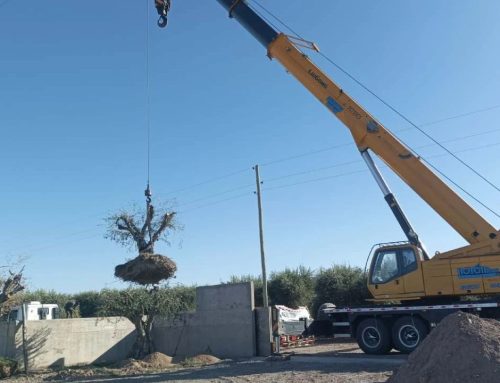 🌳 Avance inmobiliario en Mendoza: alerta por la pérdida de olivos centenarios