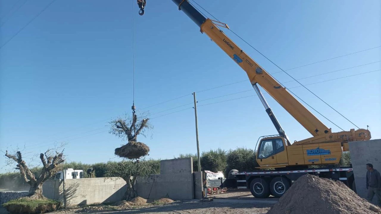 tala-indiscriminada-en-mendoza-denuncian-que-el-avance-inmobiliario-esta-destruy Mercado inmobiliario — imagen del artículo